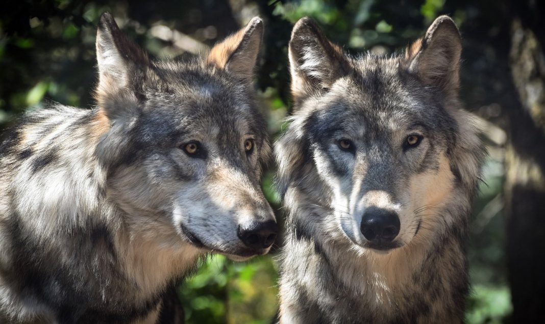 CPW CAPTURES COPPER CREEK WOLF PACK