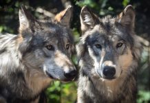 CPW CAPTURES COPPER CREEK WOLF PACK