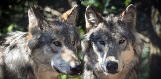 CPW CAPTURES COPPER CREEK WOLF PACK