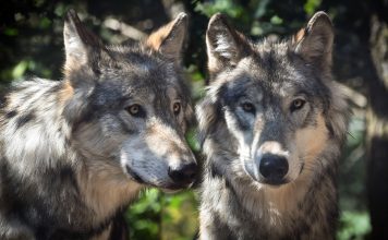 CPW CAPTURES COPPER CREEK WOLF PACK