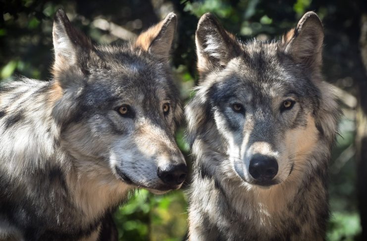 CPW CAPTURES COPPER CREEK WOLF PACK