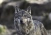 COLORADO GREY WOLF ANNUAL REPORT