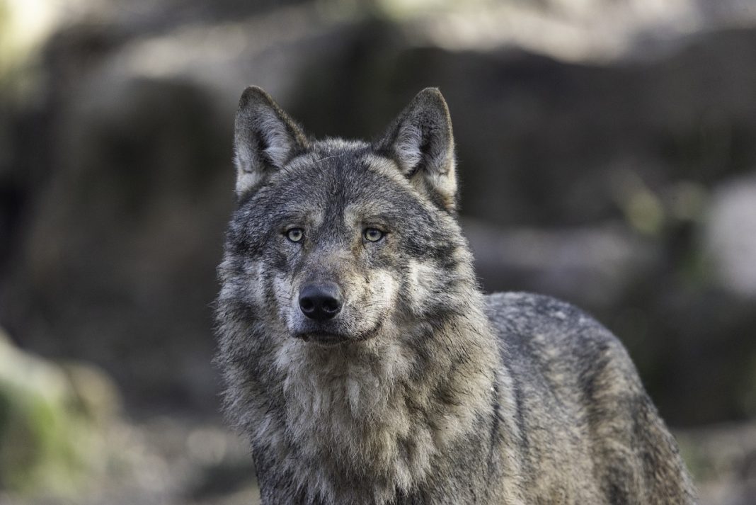 COLORADO GREY WOLF ANNUAL REPORT