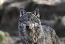 COLORADO GREY WOLF ANNUAL REPORT