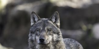 COLORADO GREY WOLF ANNUAL REPORT