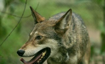 MEXICAN GRAY WOLF REMAIN PROTECTED