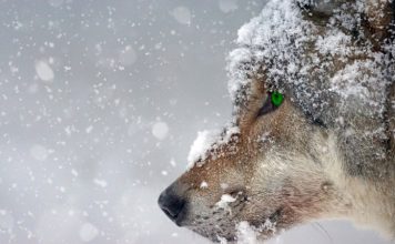 NEW WOLF DEPREDATION IN COLORADO