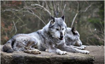 WOLF HARVEST NUMBERS DECREASE FROM PREVIOUS YEARS