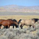 MANAGING WILD HORSES