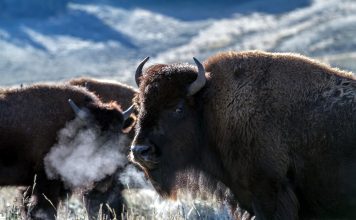 YELLOWSTONE REPORTS LOW BISON HARVEST