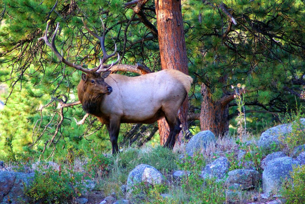 POSSIBLE ELK HUNTING CHANGES IN OREGON EHUNTR