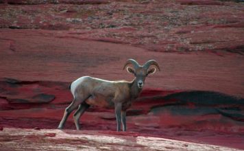 NEVADA LOOKS TO PROMOTE WILDLIFE CROSSING FUND