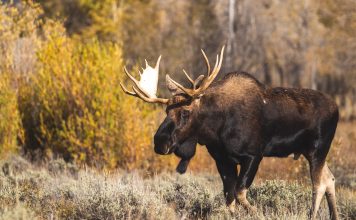 MOOSE RELOCATION IN IDAHO